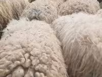Sheep (batch, sex not specified), Sheep — photo 2