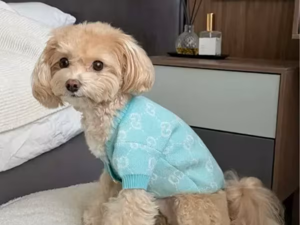Жакет для мелких собак