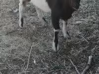 बकरा, Nigerian dwarf goats — फ़ोटो 2