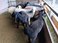 نعجة, Rhon sheep — الصورة 7