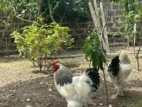 Brahma — Foto 2