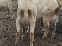 Koza, Saanen goat — foto 8