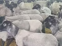 Schaf, Romanov sheep — Foto 8