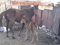 Кобила, Horse breed — фото 8