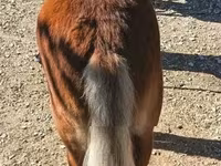 घोड़ा, Shetland Pony — फ़ोटो 3