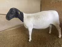 Qoyun, Dorper sheep — foto 1