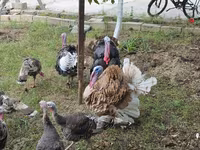 Turkeys — foto 4
