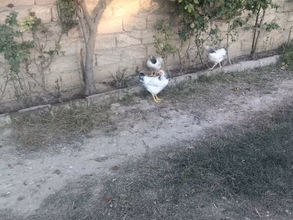 Chickens — Azərbaycan
