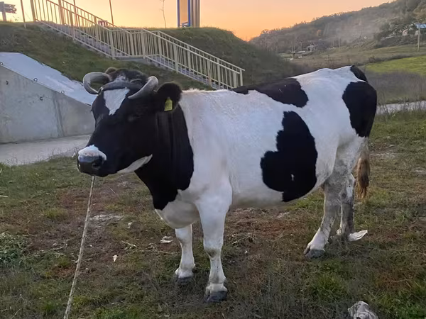 İnək, Russian Black pied cattle