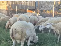 母羊, Sheep — 照片 3