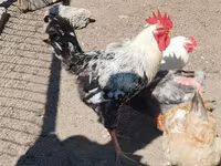 Chickens — foto 6