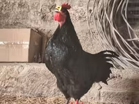 Australorp — foto 5