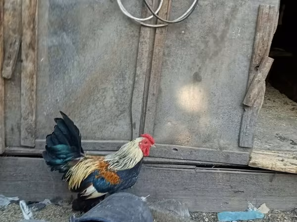 Bantam