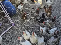 Chickens — photo 2