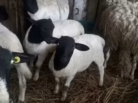Ovelhas (lote, sexo não especificado), Dorper sheep — foto 3