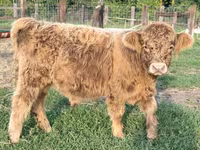 Byk, Krowa gallowajska — zdjęcie 4