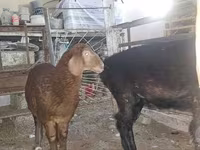 भेड़, भेड़ — फ़ोटो 4