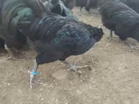 Australorp — photo 6