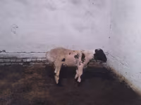 Ram, Suffolk sheep — photo 1