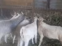 Goat, Goats — photo 6