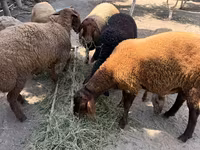 Qoç, Qoyunlar — foto 6