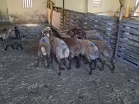 Ram, Sheep — photo 1
