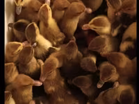 Ducks — foto 2