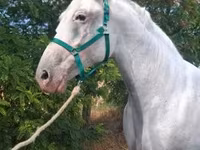 Кобила, Lipizzaner — фото 4