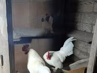 Chickens — foto 1
