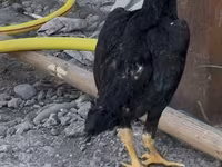 Shamo chickens — foto 5