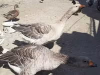 Geese — photo 3