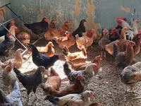 Chickens — photo 2