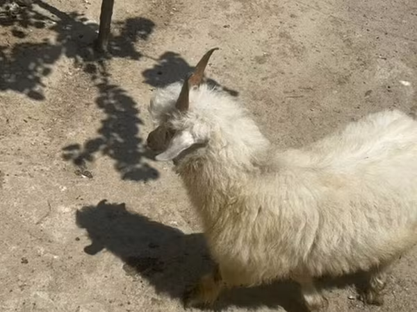 عنزة, Angora goats