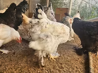 Brahma — foto 3