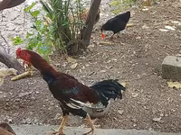Chickens — फ़ोटो 7