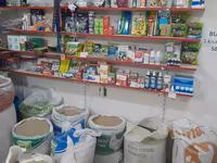 Buğda - 0.42 q. hazır 50 kg kisələrdə Ünvan: Binə savxoz.( Çox alana — الصورة 4