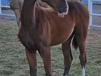 Hengst, Akhal-Teke — Foto 1