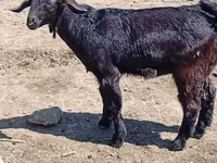 Billy Goat, Goats — photo 6