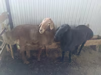 Кочкор, Арашан — сүрөт 4