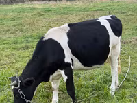 Krowa, Swiss cattle — zdjęcie 2