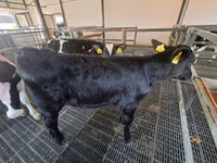 Vaca, Russian Black pied cattle — foto 1
