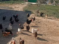 Australorp — photo 2