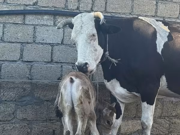 İnək, Simmental cattle