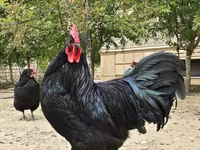 Australorp — foto 3
