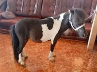 Aygʻir, Falabella — 2-rasm