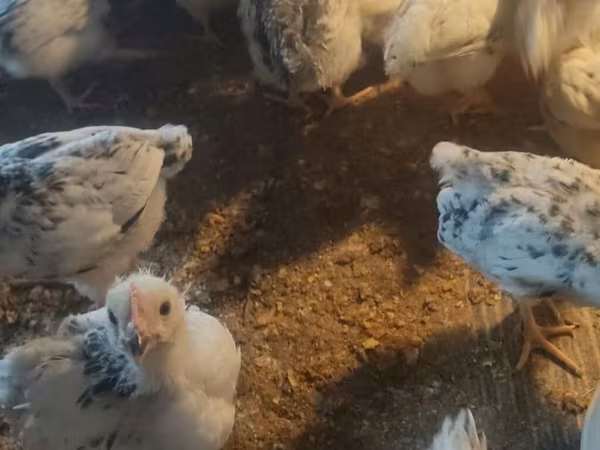 Chickens — Azerbaijan