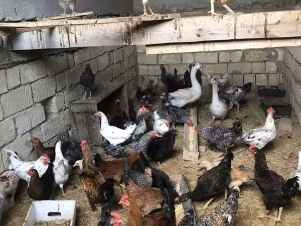 Chickens