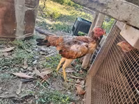 Chickens — Foto 3