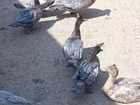 Ducks — फ़ोटो 3