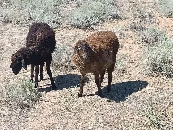 Qoç, Edilbay sheep